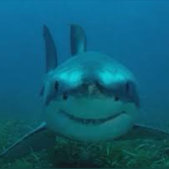 curlysharklover